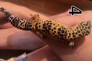 Geckos kaufen und verkaufen Foto: Leopardgeckos 0.4 aus eingetragener Zucht 