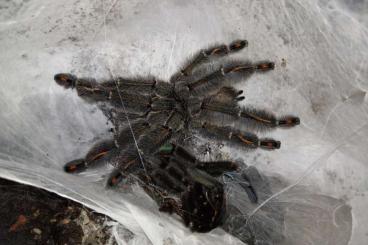 Vogelspinnen kaufen und verkaufen Foto: Psalmopoeus irminia Venezuela Ornamentvogelspinnen 