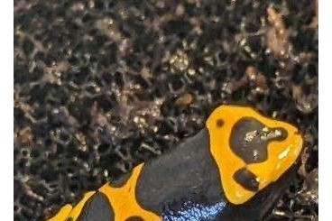 Pfeilgiftfrösche kaufen und verkaufen Foto: Dendrobates Leucomelas Nachzuchten