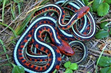 Colubrids kaufen und verkaufen Photo: Thamnophis sirtalis similis/ thamnophis sirtalis pickering