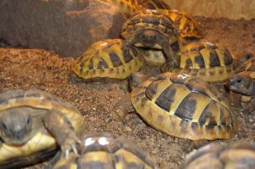 Tortoises kaufen und verkaufen Photo: Griechische Landschildkröten (Deutsche Nachzuchten aus 2023 und 2024)