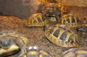 Landschildkröten kaufen und verkaufen Foto: Griechische Landschildkröten, thb (Deutsche Nachzuchten Jahrgang 2023)