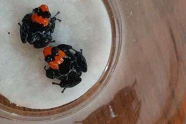 Poison dart frogs kaufen und verkaufen Photo: suche ruhige , tagaktive Baumsteiger