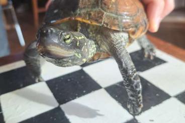 Sumpfschildkröten kaufen und verkaufen Foto: Biete zwei Chinesische Dreikielschildkröten 