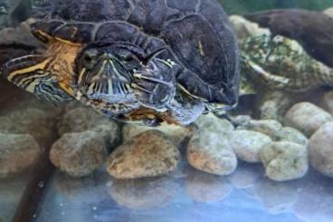 Schildkröten  kaufen und verkaufen Foto: Verschenke Rotwangenschildkröte