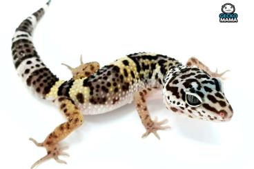 Geckos kaufen und verkaufen Foto: (ID: WT008) Leopardgecko Wildtyp Weibchen 12g (F3) NZ 2022