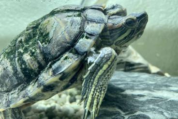 Schildkröten  kaufen und verkaufen Foto: Wasserschildkröte zu verschenken 