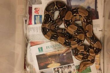 Boas kaufen und verkaufen Foto: 0.2 Boa constrictor imperator