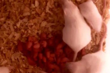 Futtertiere kaufen und verkaufen Foto: Biete Mäuse diverse Größen lebend 1-2EUR 
