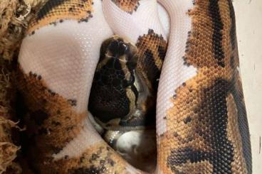 Ball Pythons kaufen und verkaufen Photo: Python Regius von September 2023