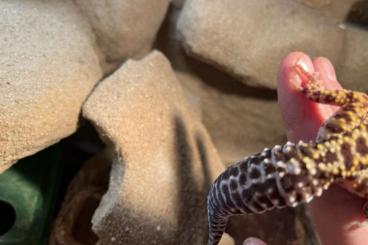 Geckos kaufen und verkaufen Foto: Leopardgeckos, 0.1 Lavender Bold Stripe und 0.1 Tremper  het Eclipse 