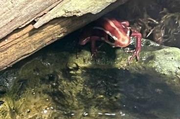 Poison dart frogs kaufen und verkaufen Photo: 2 Feigis mit Bio Orp echter Blickfang 