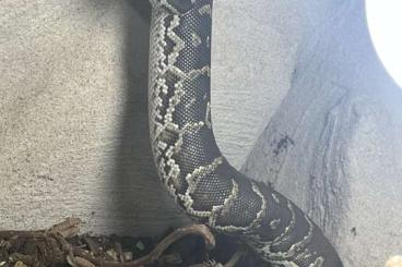Snakes kaufen und verkaufen Photo: Angolapython 0.1, Python anchietae Snakes kaufen und verkaufen Photo: Angolapython 0.1, Python anchietae