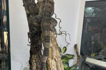Lizards kaufen und verkaufen Photo: Ctenosaura similis 0.1, Gemeiner schwarzer Leguan Lizards kaufen und verkaufen Photo: Ctenosaura similis 0.1, Gemeiner schwarzer Leguan