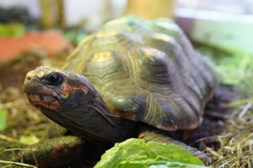Landschildkröten kaufen und verkaufen Foto: Köhlerschildkröten, Chelonoides carbonaria Landschildkröten kaufen und verkaufen Foto: Köhlerschildkröten, Chelonoides carbonaria