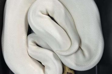 Ball Pythons kaufen und verkaufen Photo: Pythons regius mâle et femelle de 2015 