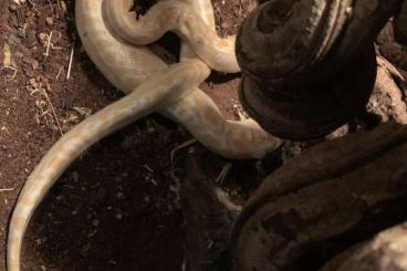 Königspythons kaufen und verkaufen Foto: Albino Python zu verkaufen 