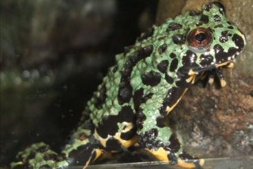 frogs kaufen und verkaufen Photo: Chinesische Rotbauchunken (Bombina Orientalis) 