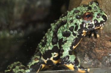 Frösche  kaufen und verkaufen Foto: Chinesische Rotbauchunken (Bombina Orientalis) 