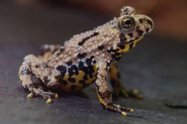 Frösche kaufen und verkaufen Foto: Chinesische Rotbauchunken (Bombina Orientalis) Frösche kaufen und verkaufen Foto: Chinesische Rotbauchunken (Bombina Orientalis)