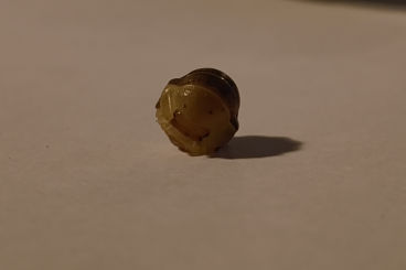 Krebstiere terrestrisch kaufen und verkaufen Foto: Cubaris "Rubber Ducky" Asseln abzugeben Krebstiere terrestrisch kaufen und verkaufen Foto: Cubaris "Rubber Ducky" Asseln abzugeben