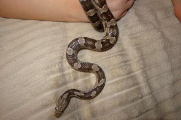 Schlangen kaufen und verkaufen Foto: Kornnattern Weibchen 1 1/2 Jahre