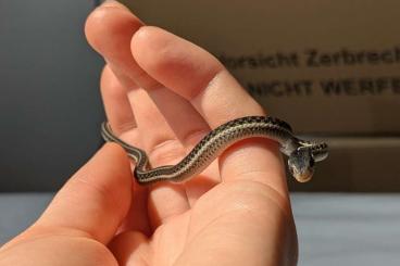 Nattern ungiftige kaufen und verkaufen Foto: Baby Thamnophis sirtalis similis & T. tetrataenia Hybriden Nattern ungiftige kaufen und verkaufen Foto: Baby Thamnophis sirtalis similis & T. tetrataenia Hybriden