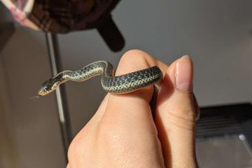 Nattern ungiftige  kaufen und verkaufen Photo: Baby Strumpfbandnattern T. similis & T. infernalis Hybriden 