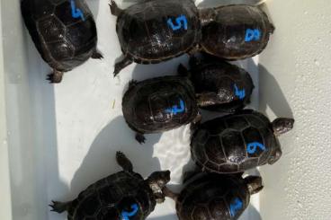 Turtles and Tortoises kaufen und verkaufen Photo: Last call for hamm, turtles and tortoises ! Special turtles