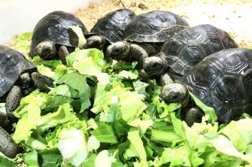 Landschildkröten kaufen und verkaufen Foto: Aldabrachelys gigantea (Seychelles)