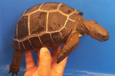 Turtles and Tortoises kaufen und verkaufen Photo:   Aldabrachelys gigantea 