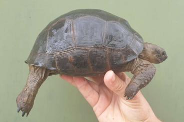 Landschildkröten kaufen und verkaufen Foto:   Aldabrachelys gigantea "Grade A"