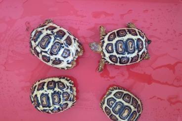 Schildkröten  kaufen und verkaufen Foto: Astrochelys radiata - Stigmochelys pardalis - Testudo graeca 
