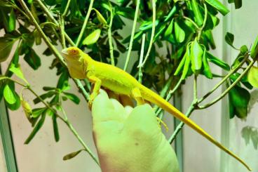 Echsen  kaufen und verkaufen Foto: ALBINO Iguana Iguana for sale