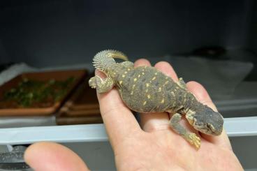 Echsen  kaufen und verkaufen Foto: Nice CB uromastyx ornata and aegiptia for Hamm