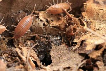 andere Wirbellose kaufen und verkaufen Foto: Isopode Asseln Cubaris Armadillidium Porcellio Porcellionides