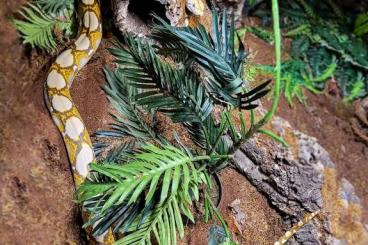 Pythons kaufen und verkaufen Foto: Netzpython (Malayopython reticulatus)
