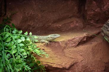 Monitor lizards kaufen und verkaufen Photo: Stachelschwanzwaran (Varanus acanthurus)