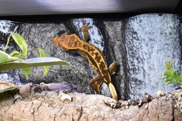 Geckos kaufen und verkaufen Photo: Neukaledonische Kronengeckos (Correlophus cilitatus) 