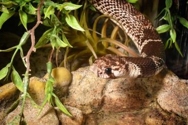 Giftschlangen kaufen und verkaufen Foto: Kalahari Schildnasenkobra (Aspidelaps scutatus scutatus)