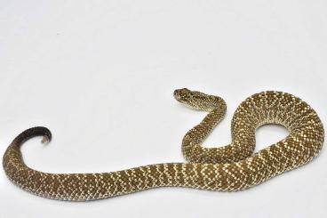 Giftschlangen kaufen und verkaufen Foto: Uracoa Klapperschlange (Crotalus vegrandis)