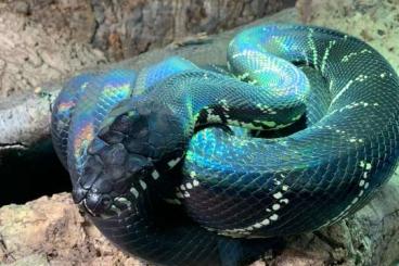 Pythons kaufen und verkaufen Photo: 1,0 Simalia boeleni zu verkaufen 