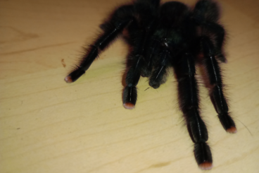 Vogelspinnen kaufen und verkaufen Foto: Avicularia metallica 1.0 sucht Freundin 