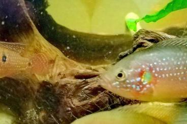 ornamental fish kaufen und verkaufen Photo: Hemichromis bimaculatus (Hamn möglich) 