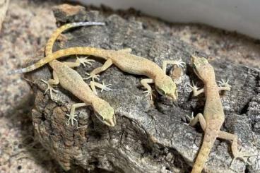 Geckos kaufen und verkaufen Foto: Tropiocolotes steudneri,tripolitanus,nattereri/Stenodactylus stheno
