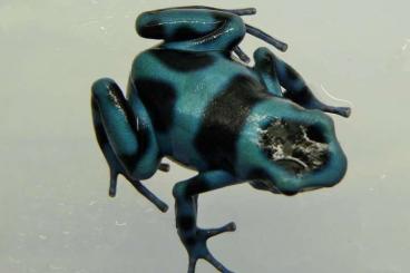 Pfeilgiftfrösche kaufen und verkaufen Foto: Frogs For sale to Hamm/Prague/Milan