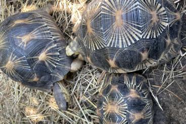Schildkröten  kaufen und verkaufen Foto: ASTROCHELYS RADIATA CB 2015-2018