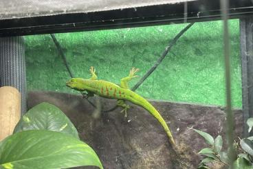 Geckos kaufen und verkaufen Photo: Gebe Zwei Madagaskar Taggecko (Phelsuma Grandis) Pärchen ab