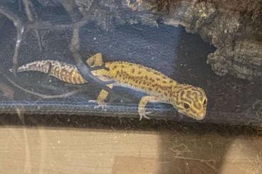 Geckos kaufen und verkaufen Foto: Leopardengecko zu verschenken