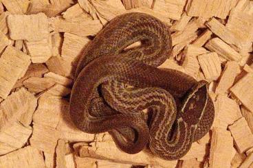 Snakes kaufen und verkaufen Photo: Hausschlangen zu verkaufen 
